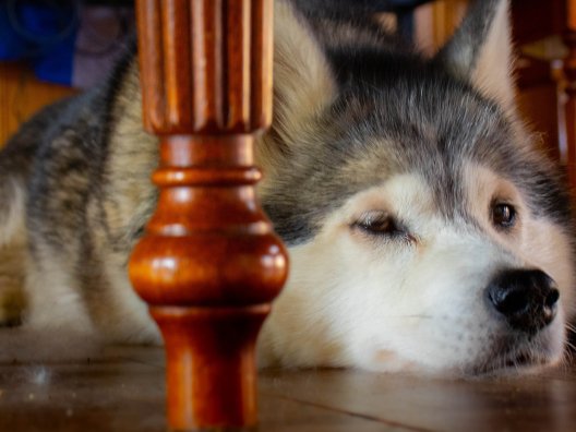 Husky laying on hardwood flooring