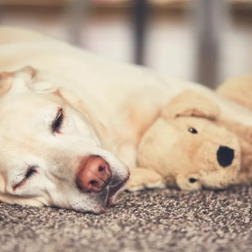Dog laying on a Carpet with a stuffed dog toy