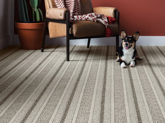 Corgi Sitting on Carpet flooring next to a chair